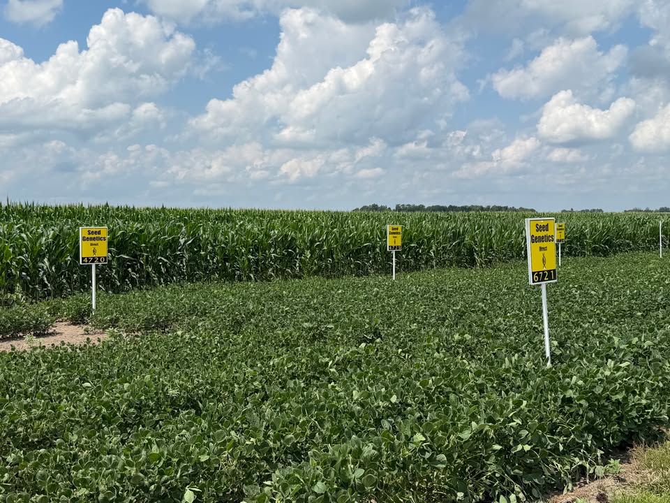 Seed Genetics Direct